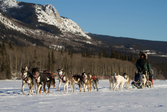 Tagish Lake Kennel & Tuthsi Sled Dog Tours